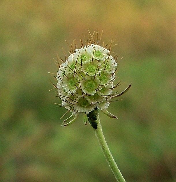 Image of Scabiosa ochroleuca specimen.