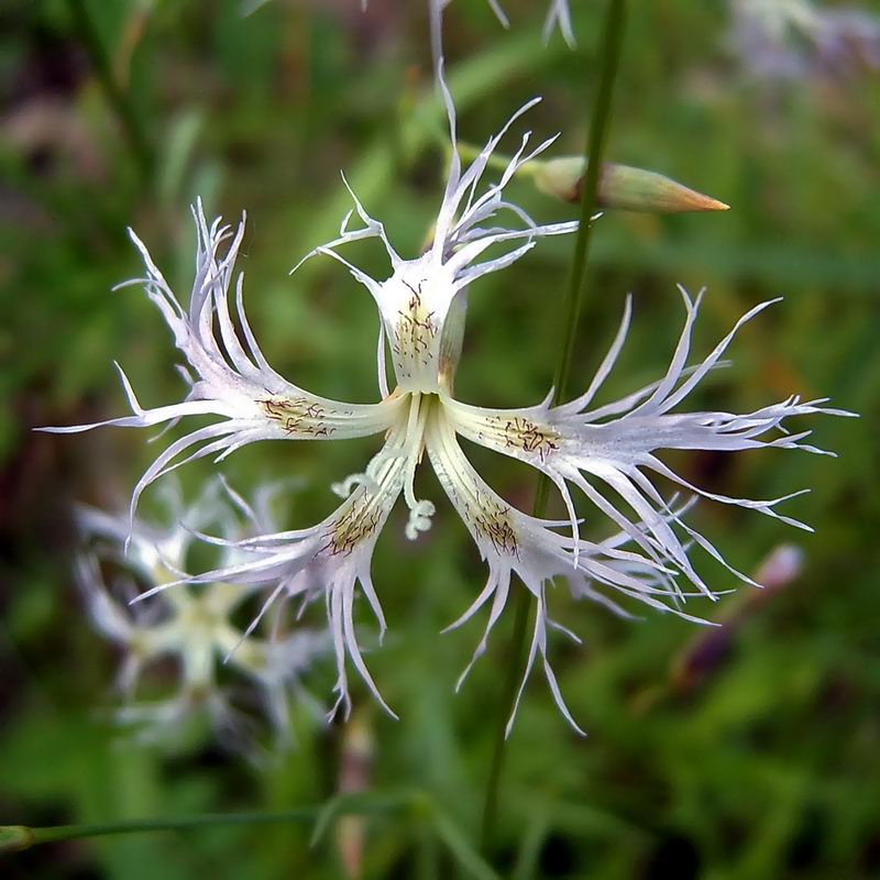 Image of Dianthus stenocalyx specimen.