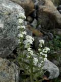 Galium boreale. Верхушка цветущего растения. Полярный Урал, берег ручья Кершор. 06.08.2011.