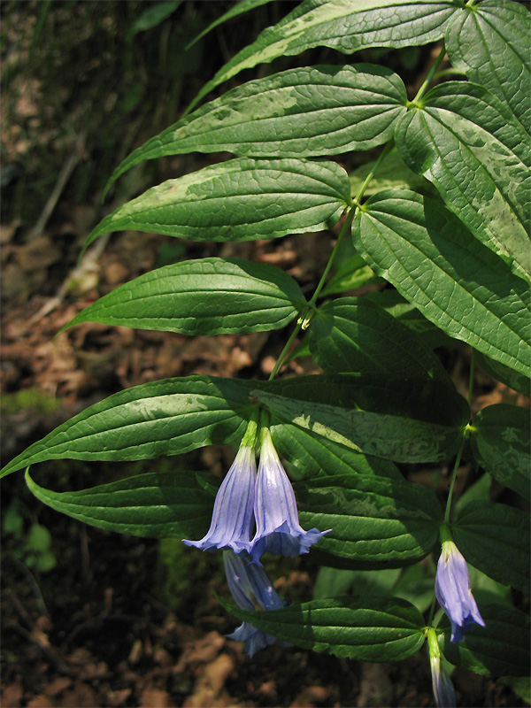 Изображение особи Gentiana asclepiadea.