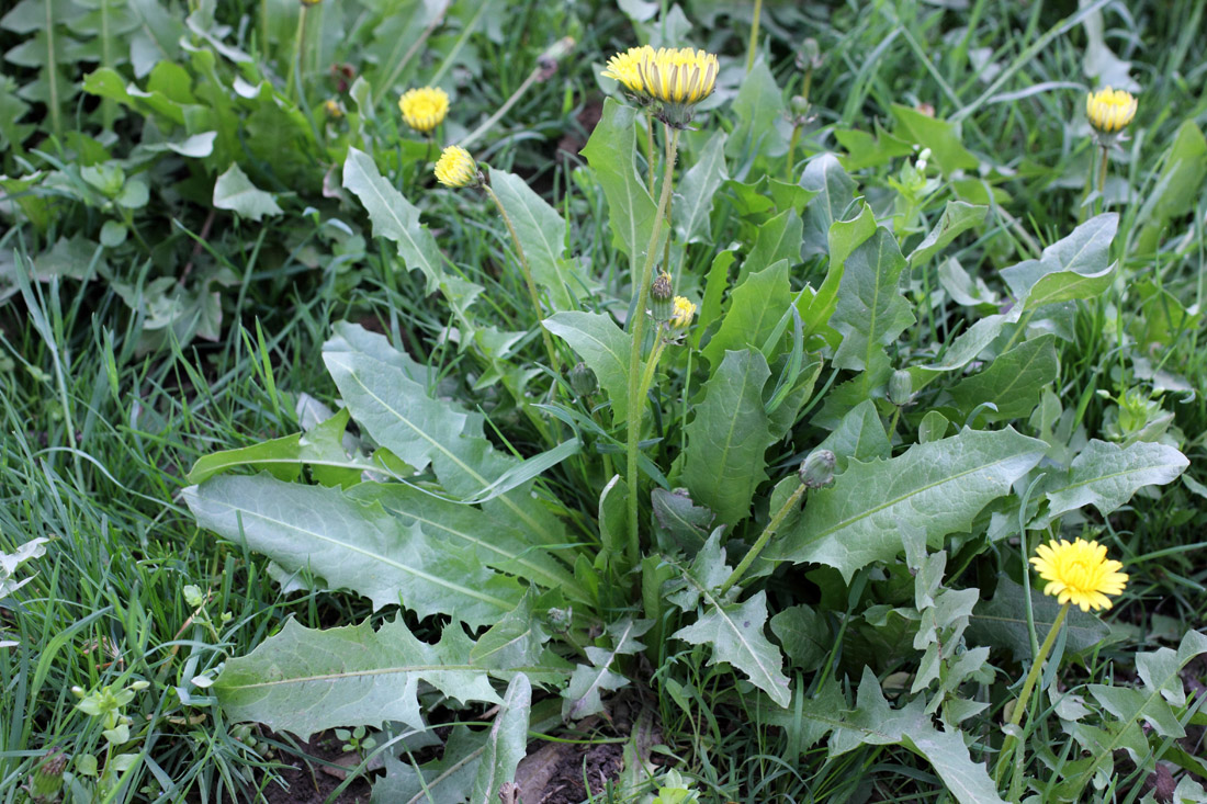 Image of Taraxacum juzepczukii specimen.