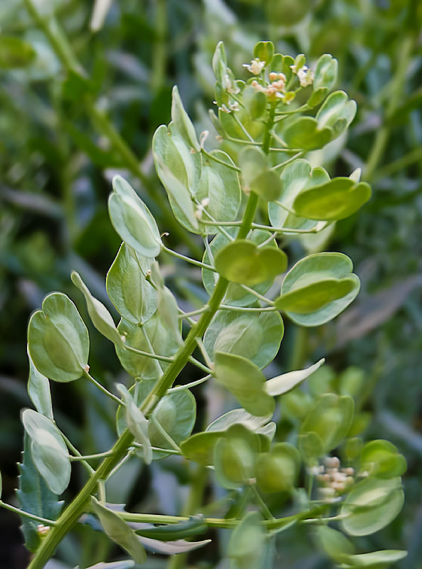 Image of Thlaspi arvense specimen.