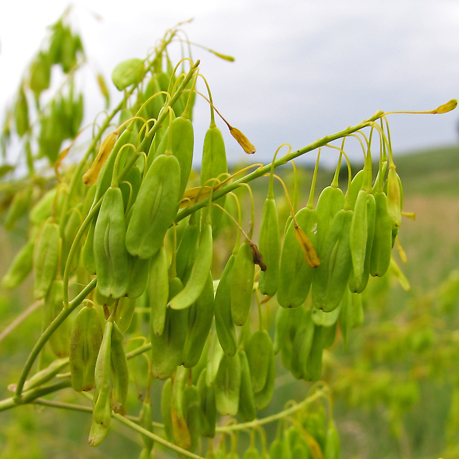 Изображение особи Isatis campestris.