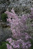 Amygdalus spinosissima. Часть кроны цветущего растения. Южный Казахстан, правый берег каньона Машат. 14.04.2012.