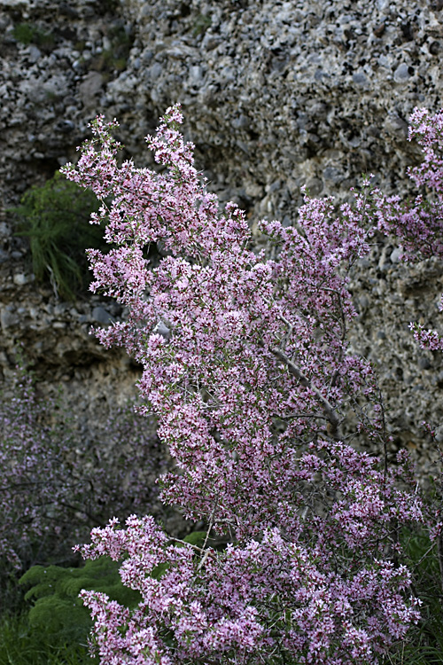 Image of Amygdalus spinosissima specimen.