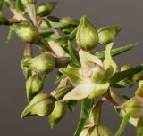 Epipactis helleborine. Средняя часть соцветия с нераскрывшимися бутонами и цветком. Германия, г. Кемпен, в лесопосадке. 26.07.2012.