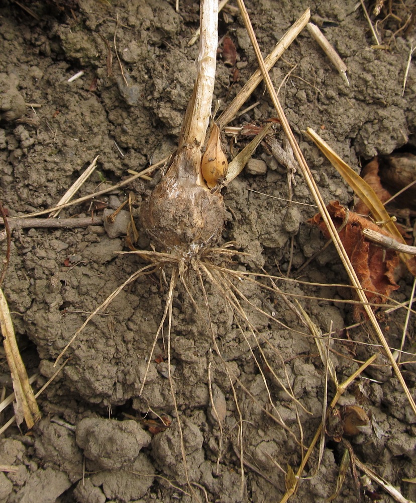 Image of Allium stearnii specimen.