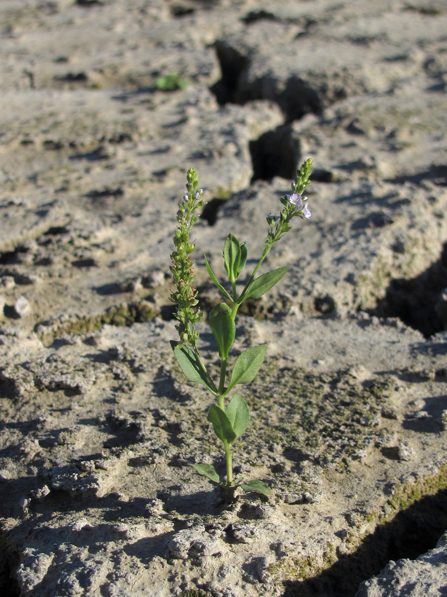 Image of Veronica anagallis-aquatica specimen.