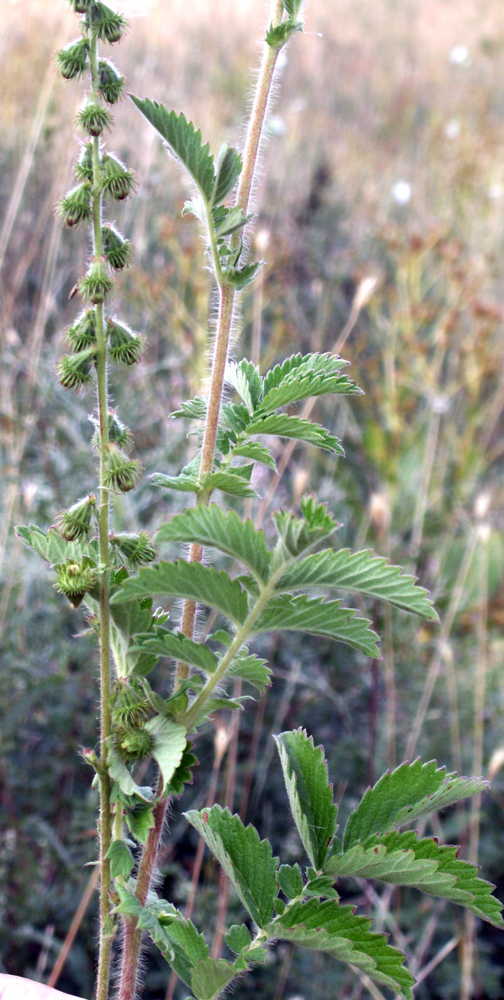 Image of Agrimonia asiatica specimen.