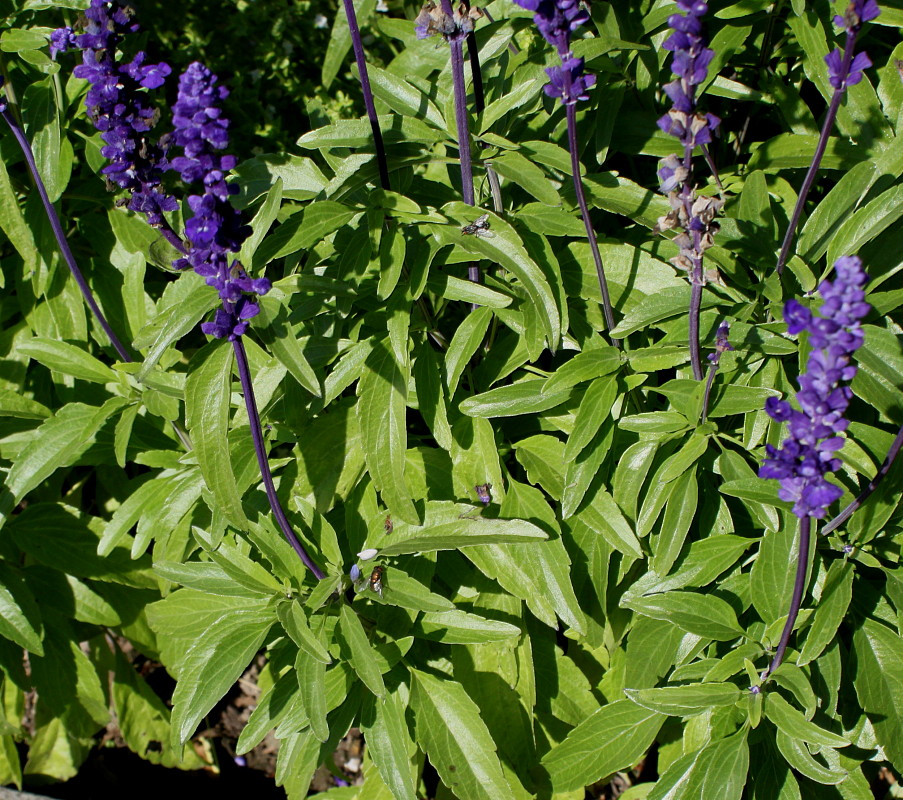 Image of Salvia farinacea specimen.