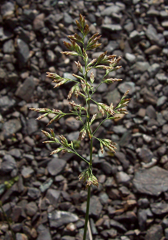 Image of Poa compressa specimen.