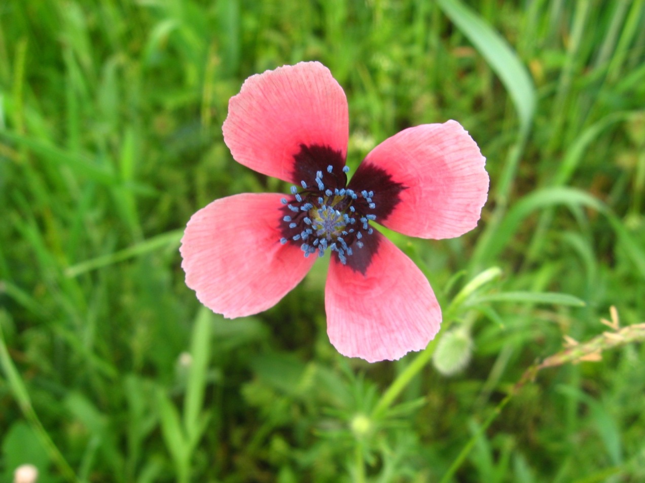 Изображение особи Papaver hybridum.