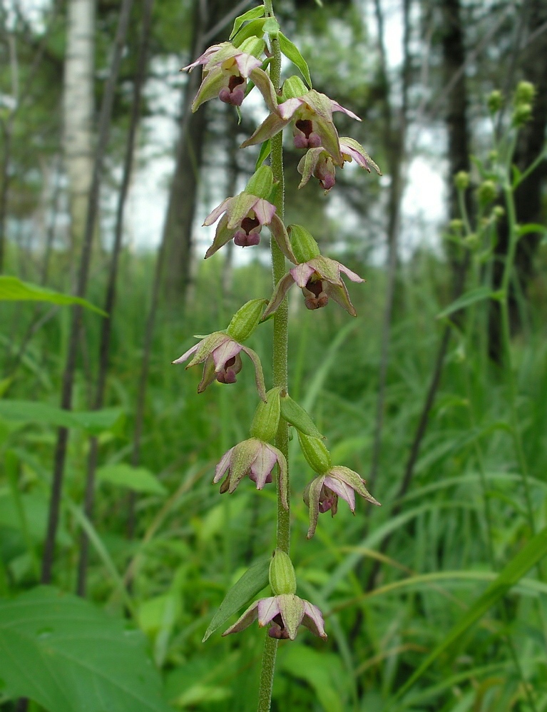 Изображение особи Epipactis helleborine.