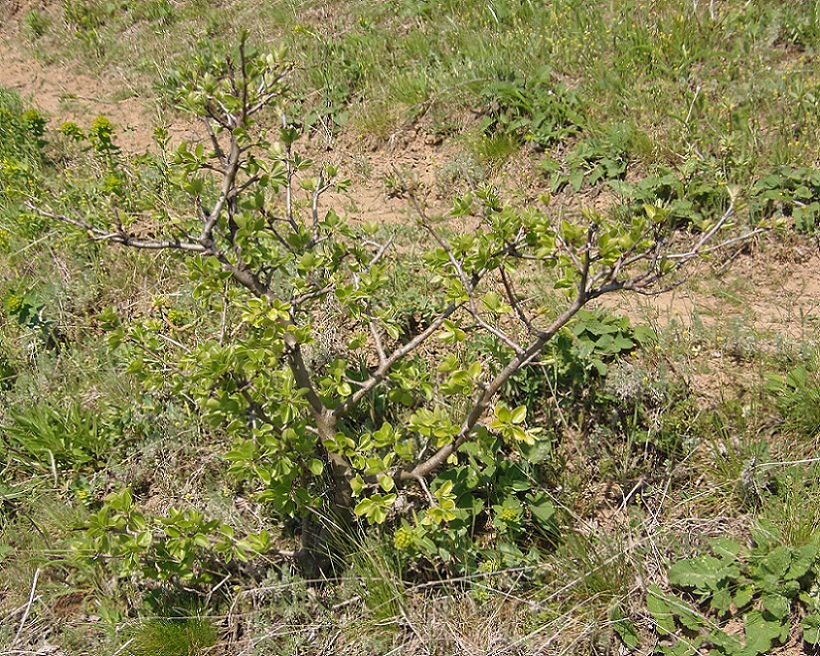 Image of genus Pyrus specimen.