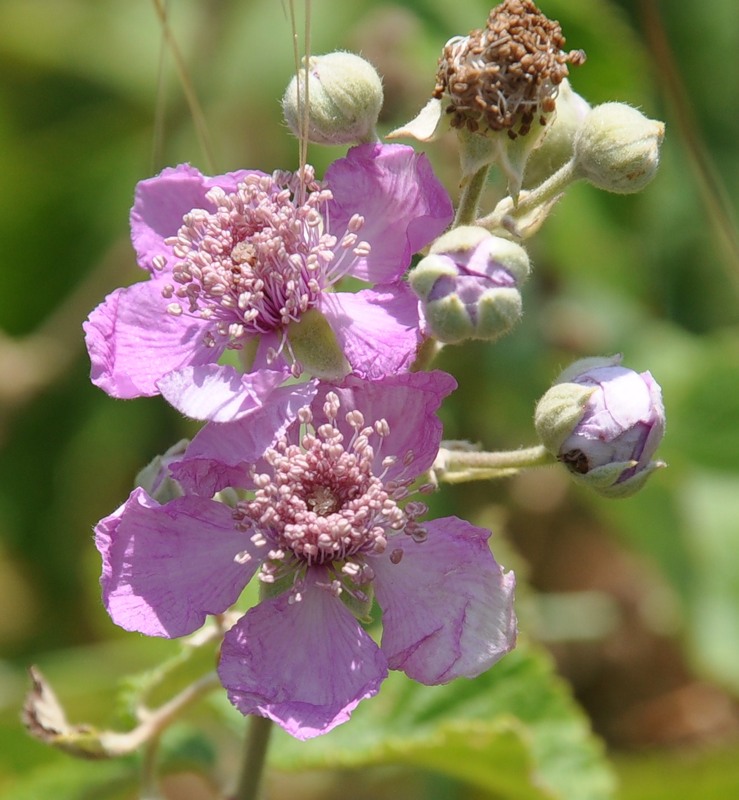 Image of Rubus sanctus specimen.