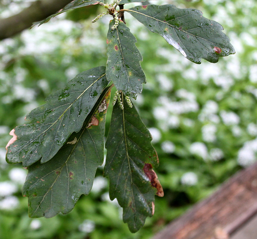 Image of Quercus &times; hispanica specimen.