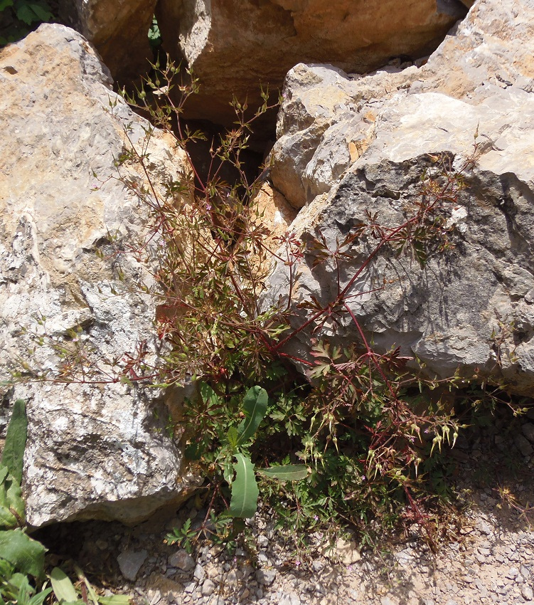 Image of Geranium robertianum specimen.
