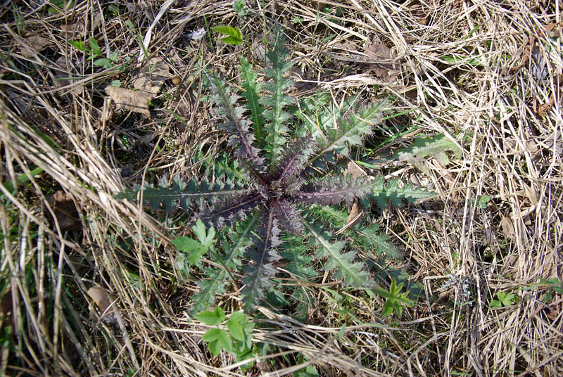 Изображение особи Cirsium palustre.