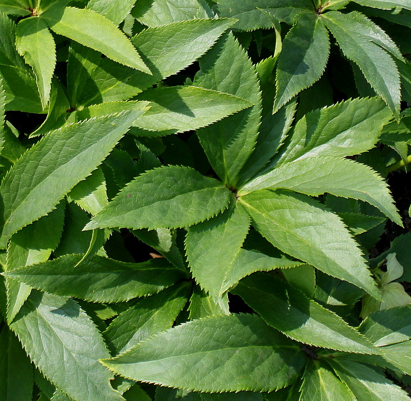 Image of Helleborus orientalis specimen.