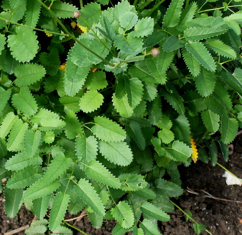 Image of Sanguisorba officinalis specimen.