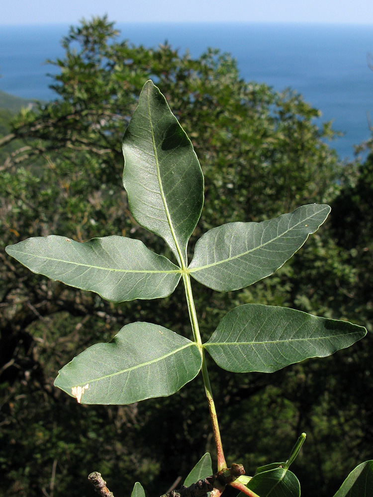 Image of Pistacia mutica specimen.