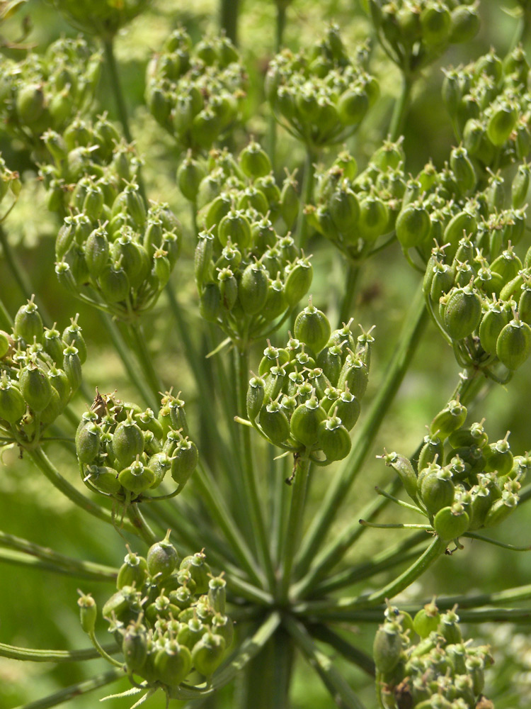 Image of Heracleum asperum specimen.