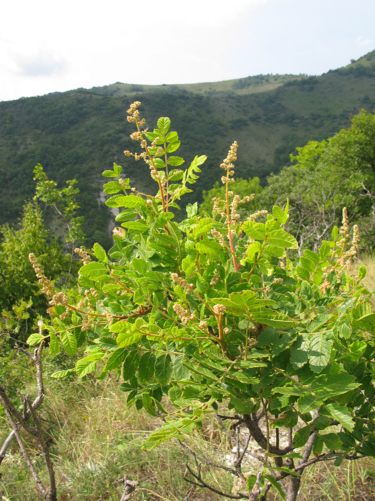 Image of Rhus coriaria specimen.