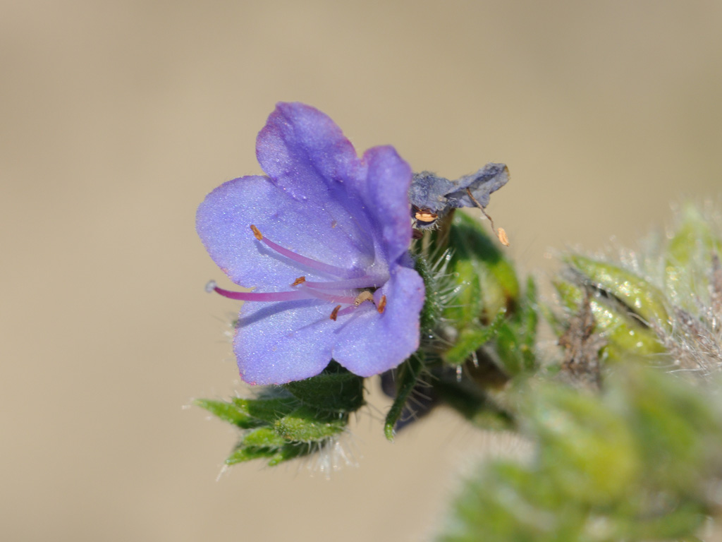 Image of Echium vulgare specimen.