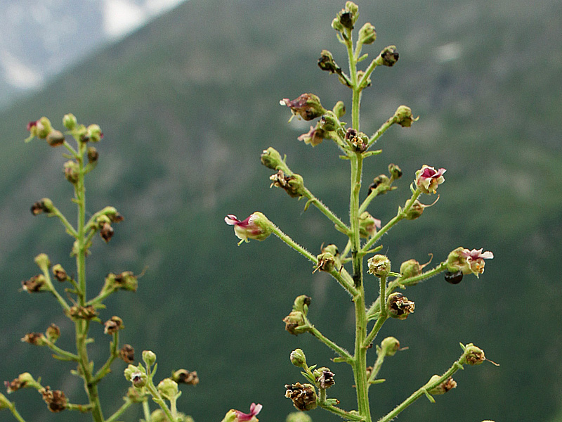 Image of Scrophularia olympica specimen.