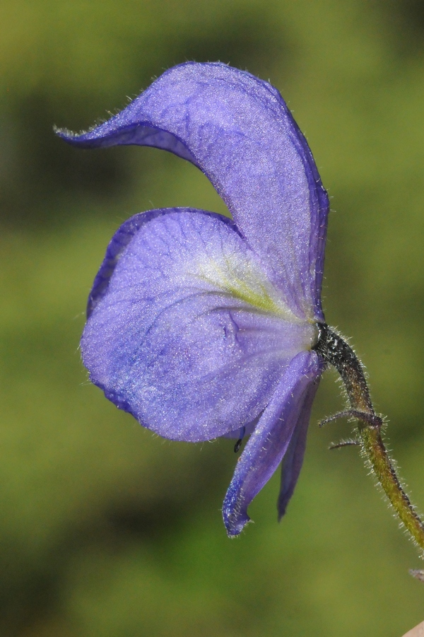 Image of Aconitum nemorum specimen.