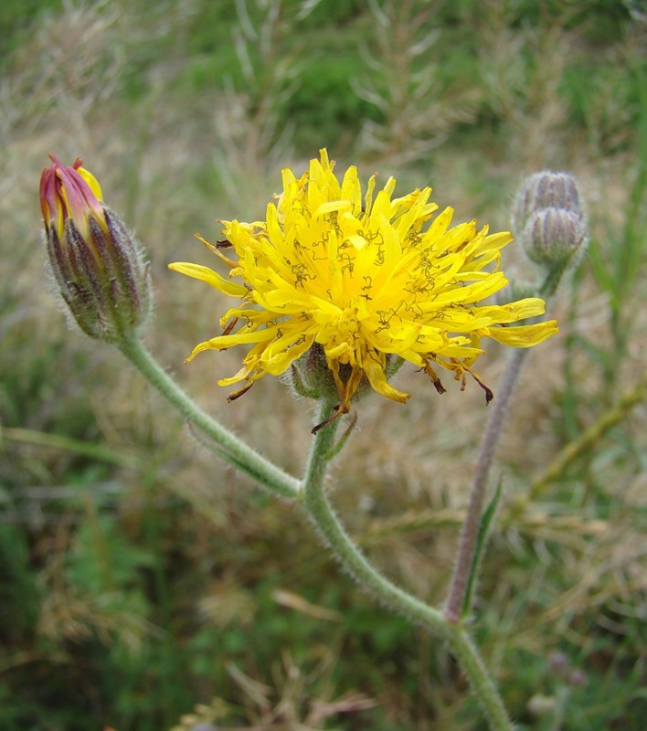 Image of Crepis foetida specimen.