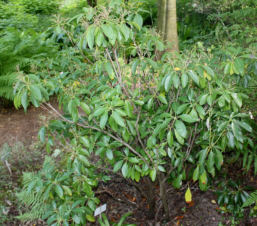 Image of Kalmia latifolia specimen.