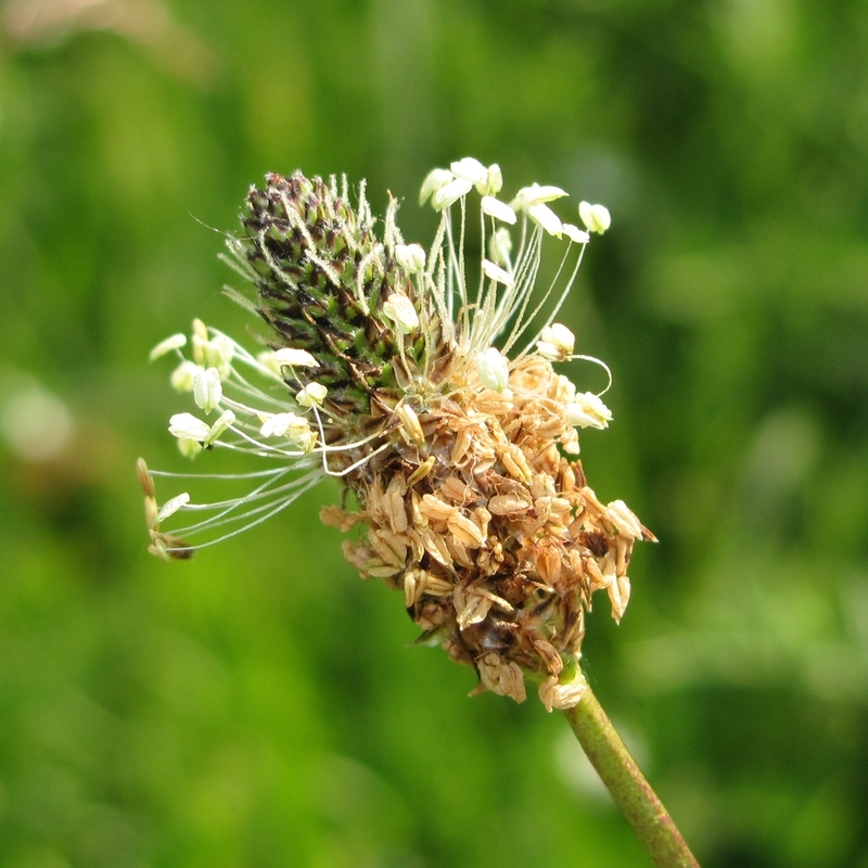 Image of Plantago lanceolata specimen.