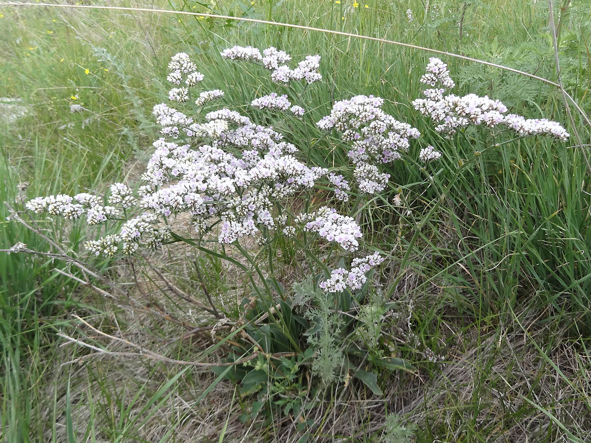 Изображение особи Goniolimon dschungaricum.