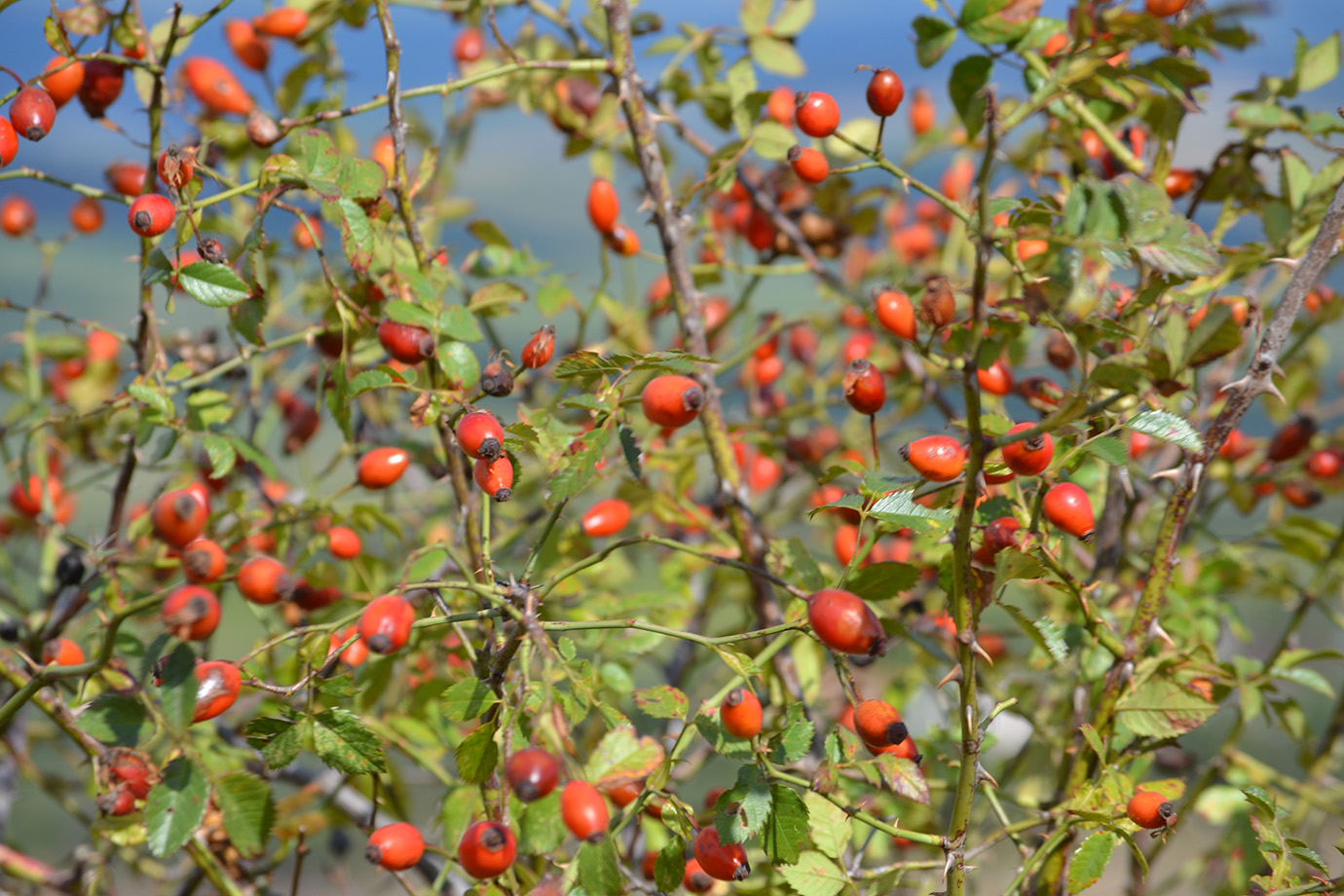 Image of genus Rosa specimen.