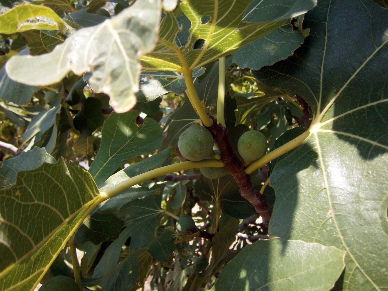 Image of Ficus carica specimen.