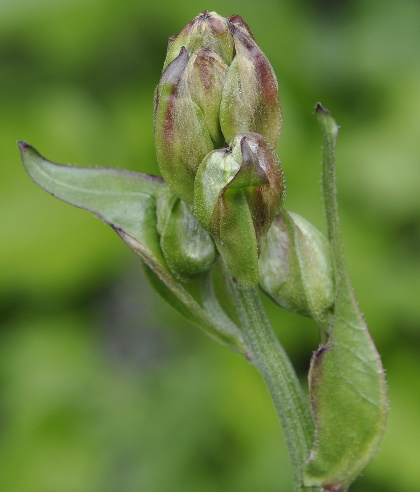 Image of Crepis vesicaria specimen.