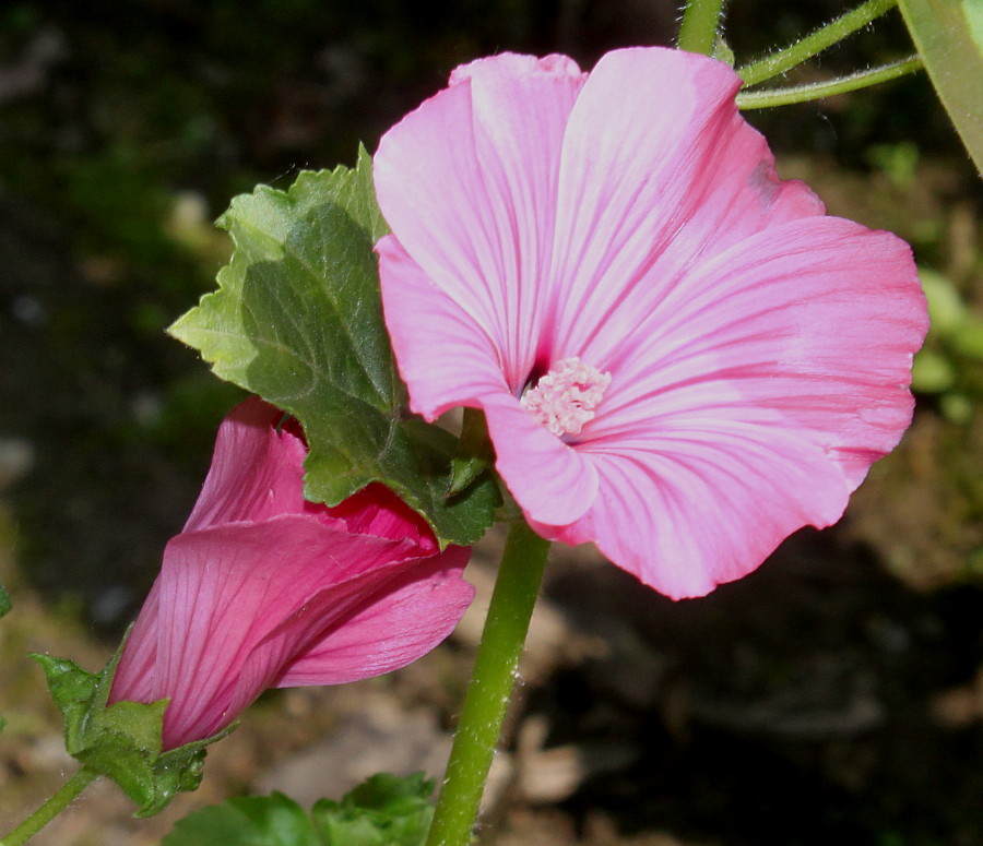 Image of Malva trimestris specimen.