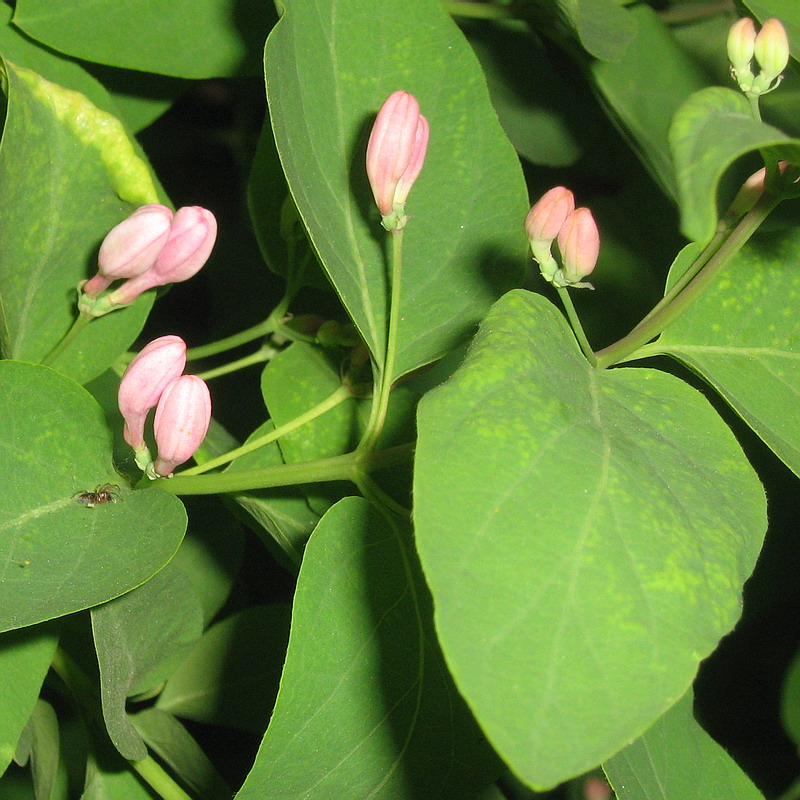 Image of Lonicera tatarica specimen.