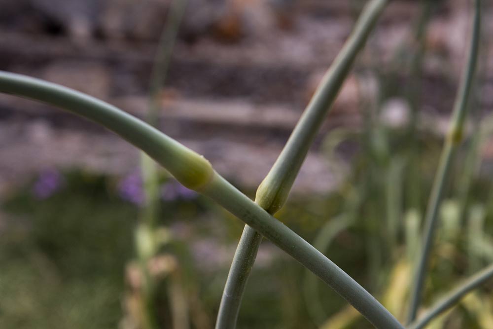 Image of Allium ampeloprasum specimen.