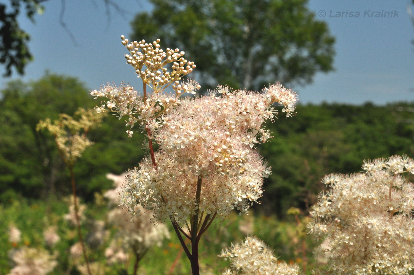 Image of Filipendula palmata specimen.