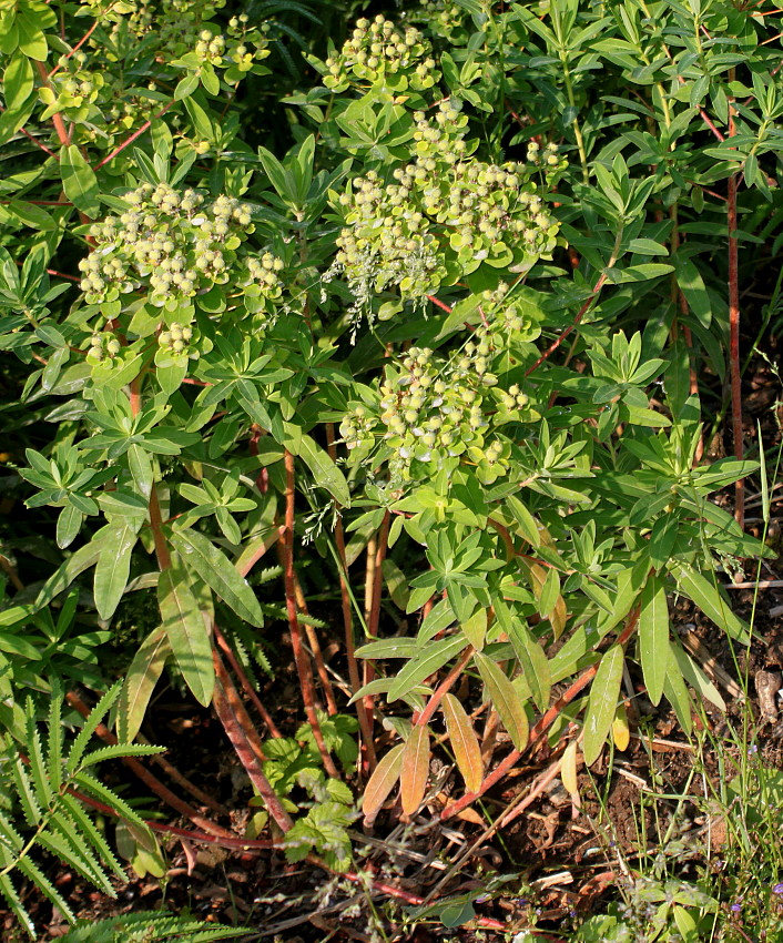 Image of Euphorbia villosa specimen.