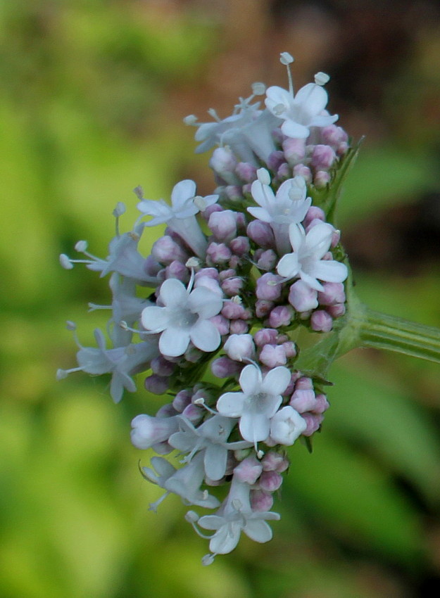 Изображение особи род Valeriana.