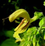 Salvia glutinosa