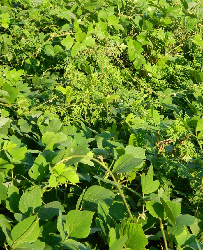 Image of Pueraria lobata specimen.