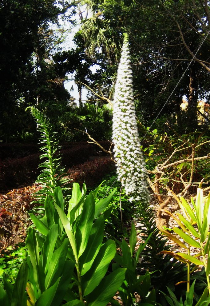 Изображение особи Echium simplex.