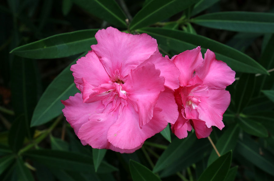 Image of Nerium oleander specimen.