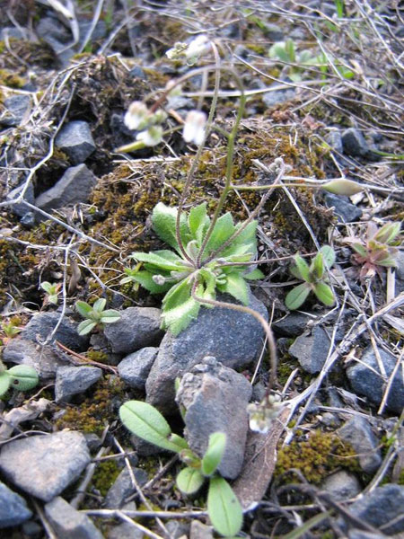 Изображение особи Erophila verna.