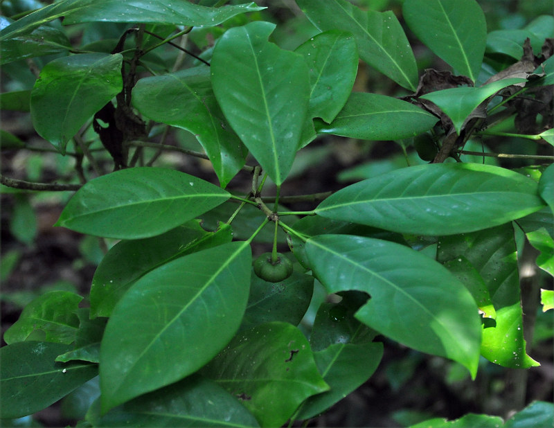 Image of Actephila excelsa specimen.