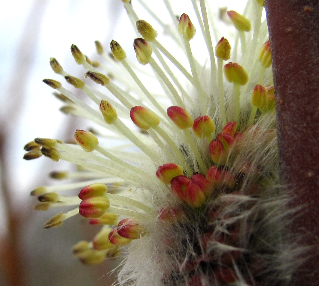 Изображение особи Salix gmelinii.